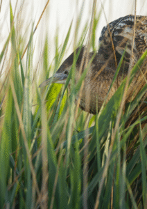Butor étoilé en train de chanter