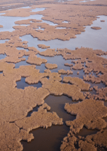 Marais du Vigueirat, principal site de reproduction du Vautour Moine