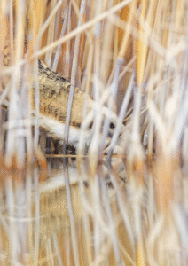 Vautour Moine en train de se nourrir