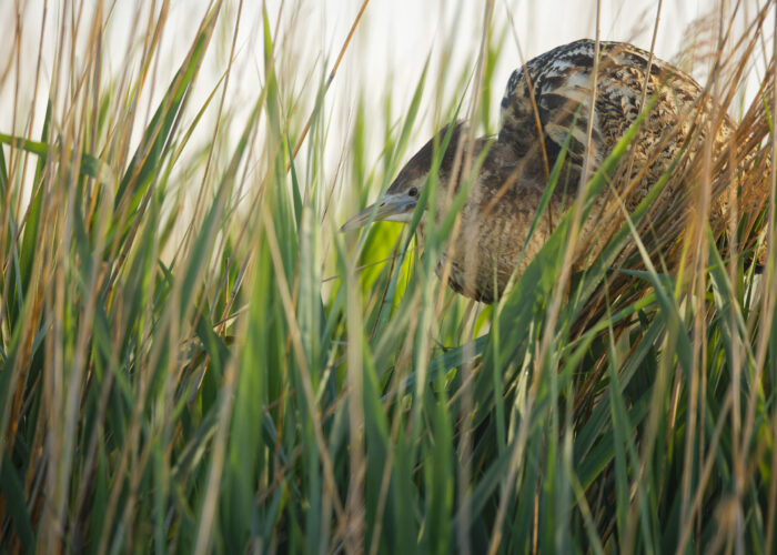 Butor étoilé entrain de chanter_IMG_6090_DxO © Clément Pappalardo