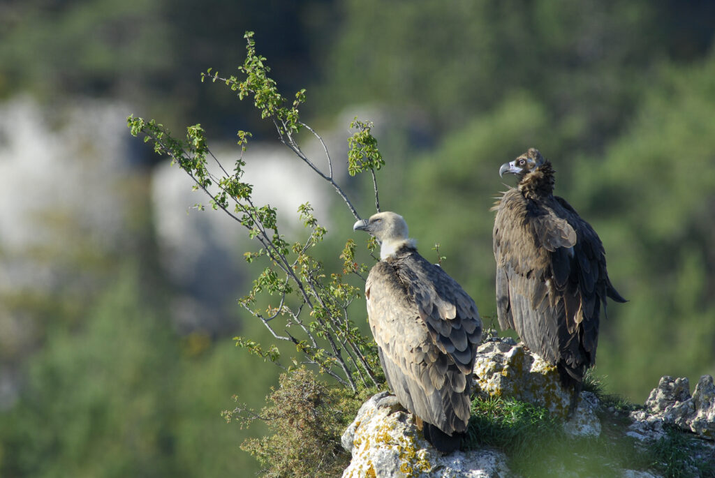 VAUTOUR FAUVE & VAUTOUR MOINEGYPS FULVUS & AEGYPIUS MONACHUS